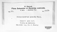 Cladosporium iridis image